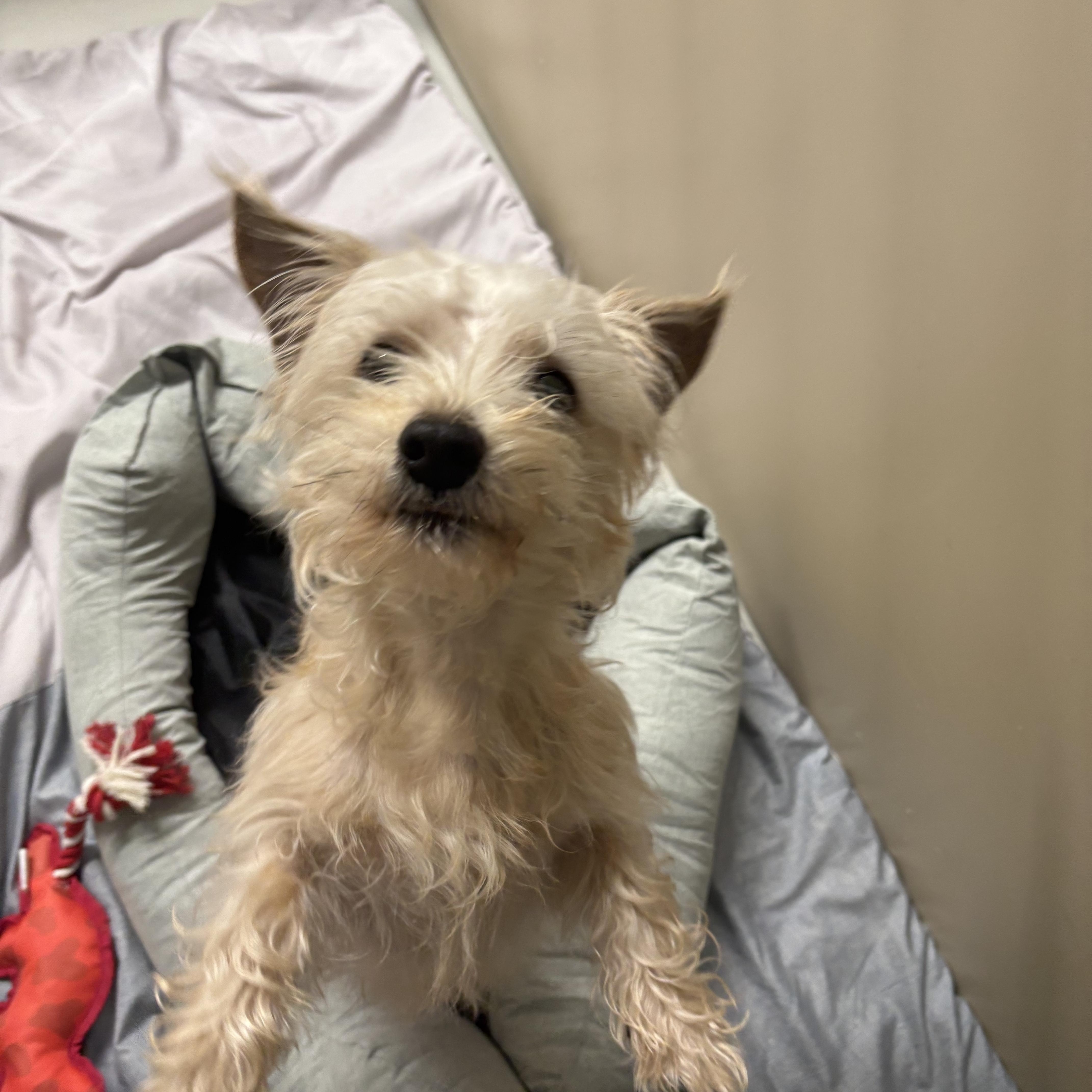 Enlarge Bitsy , an adopted mixed breed in AQUEBOGUE, NY image 3/3