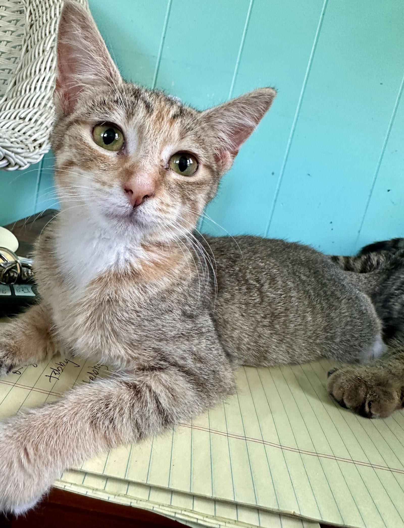 Ethel, a Adoptable Domestic Short Hair in Maywood, IL image 1/3