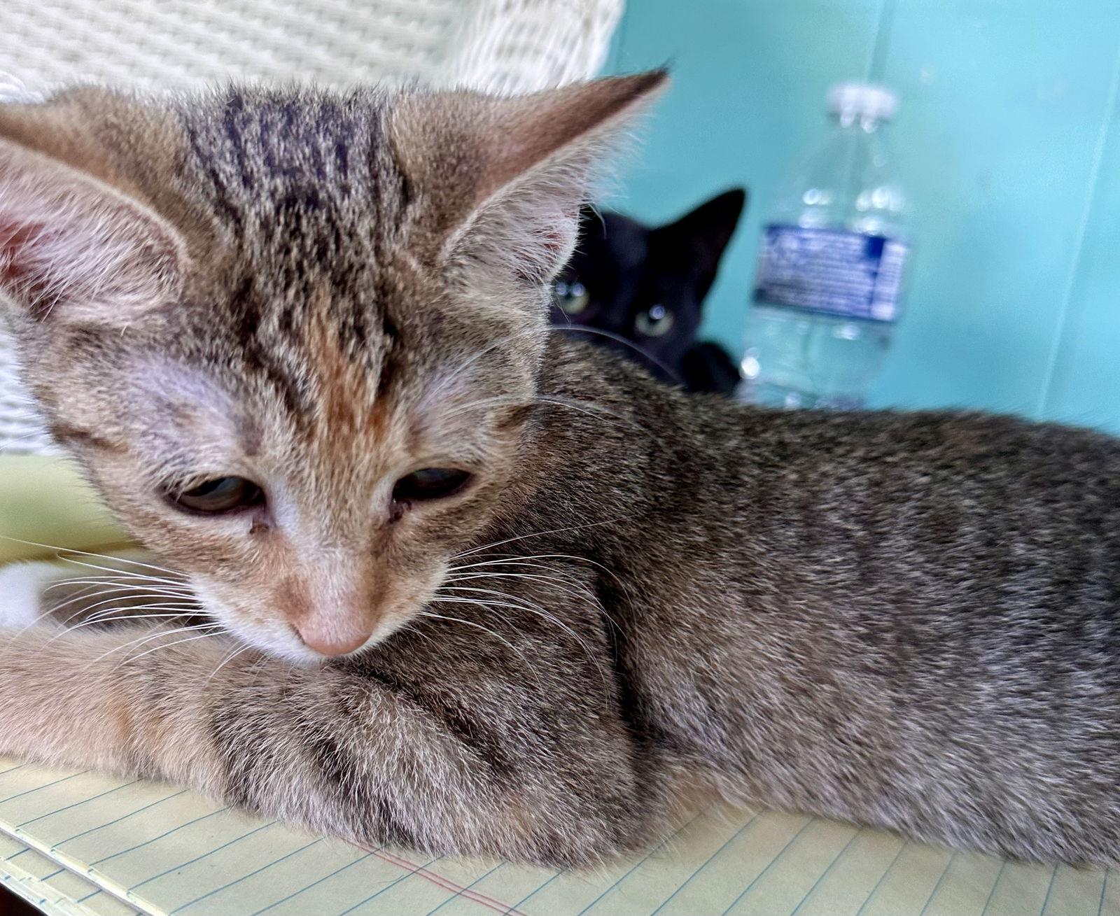 Ethel, a Adoptable Domestic Short Hair in Maywood, IL image 2/3