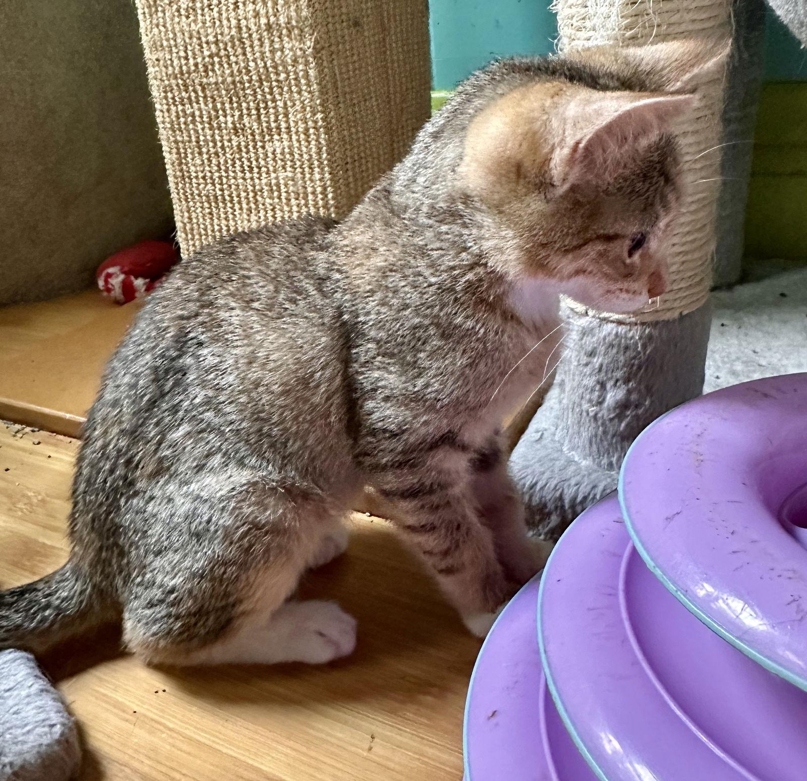 Ethel, a Adoptable Domestic Short Hair in Maywood, IL image 3/3