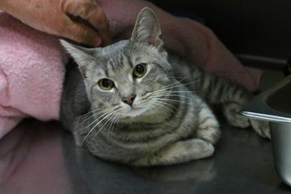 Farmer, Adoptable, Adult Male Domestic Medium Hair & Domestic Short Hair.
