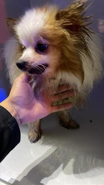 AVA, Adoptable, Senior Female Pomeranian.