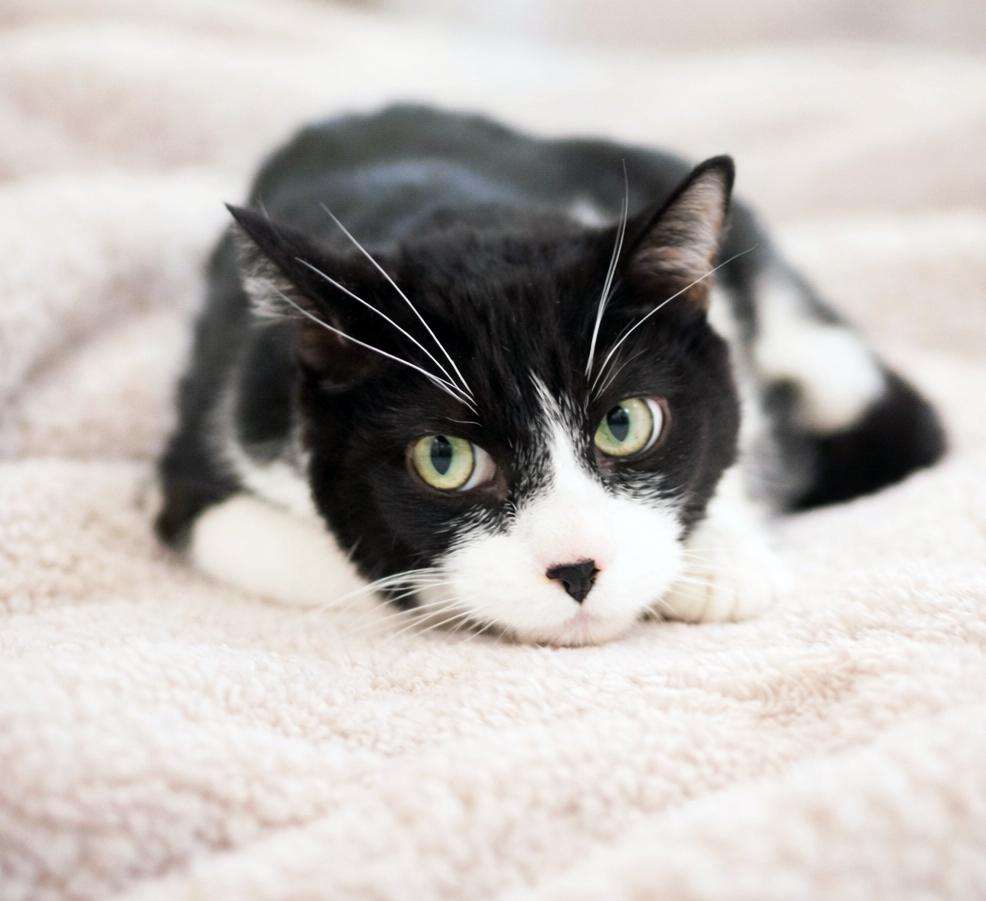 BIG BOY , ADOPTABLE, Adult Male Domestic Short Hair.