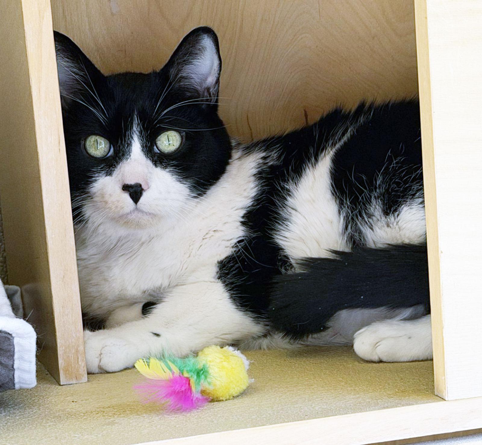 Enlarge BIG BOY , a ADOPTABLE Domestic Short Hair in San Clemente, CA image 3/3