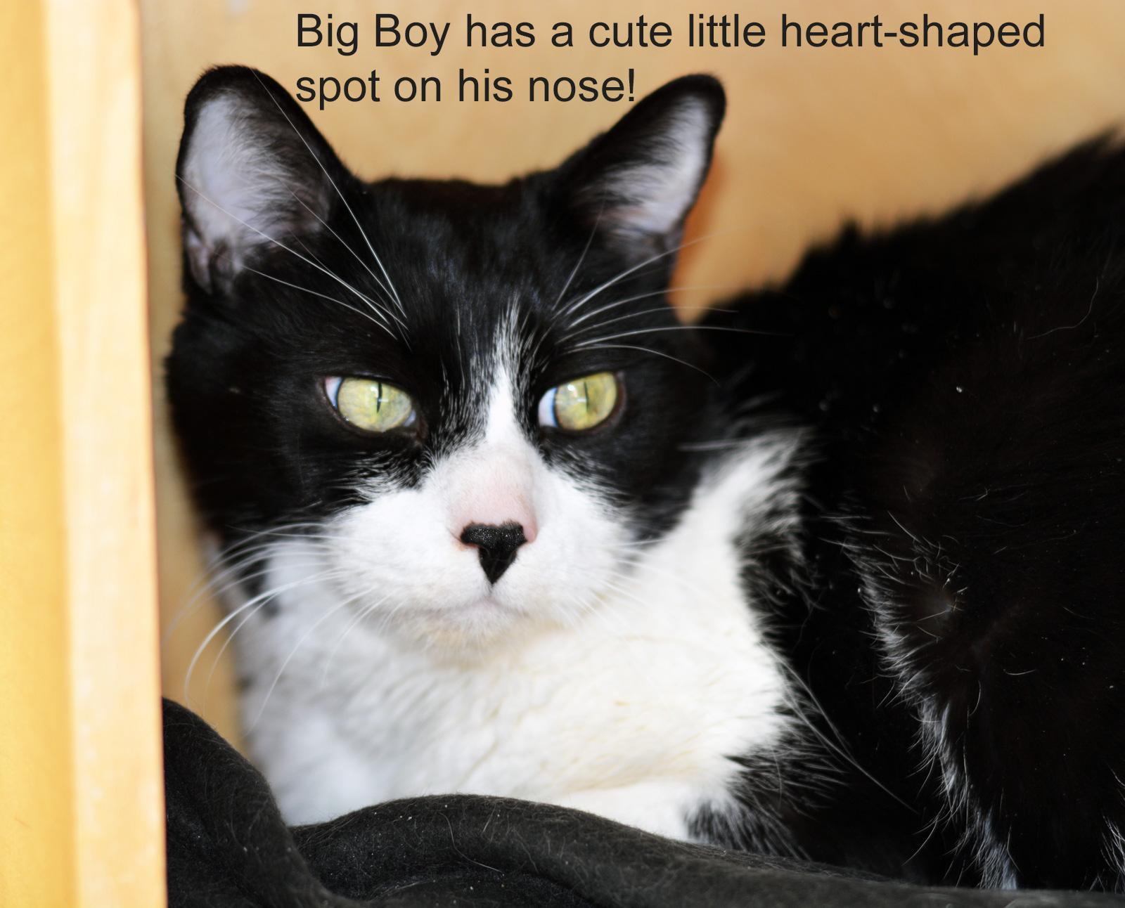 BIG BOY , ADOPTABLE, Adult Male Domestic Short Hair.