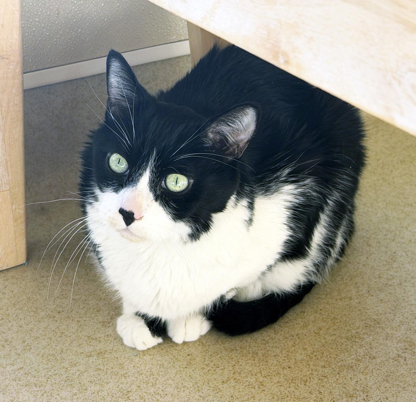 Enlarge BIG BOY , a ADOPTABLE Domestic Short Hair in San Clemente, CA image 2/3