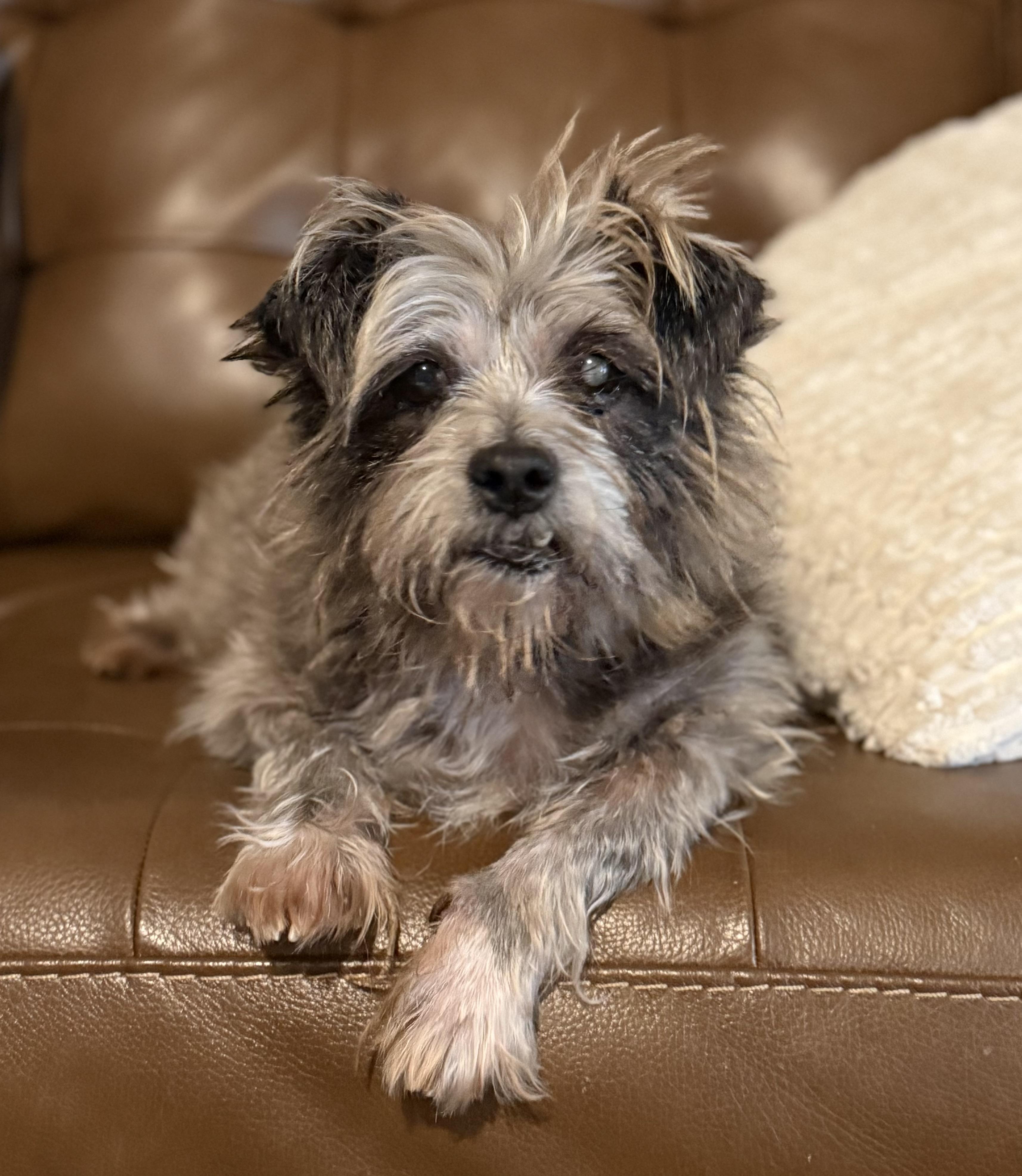 Moochita, adoptable, Senior Female Terrier.