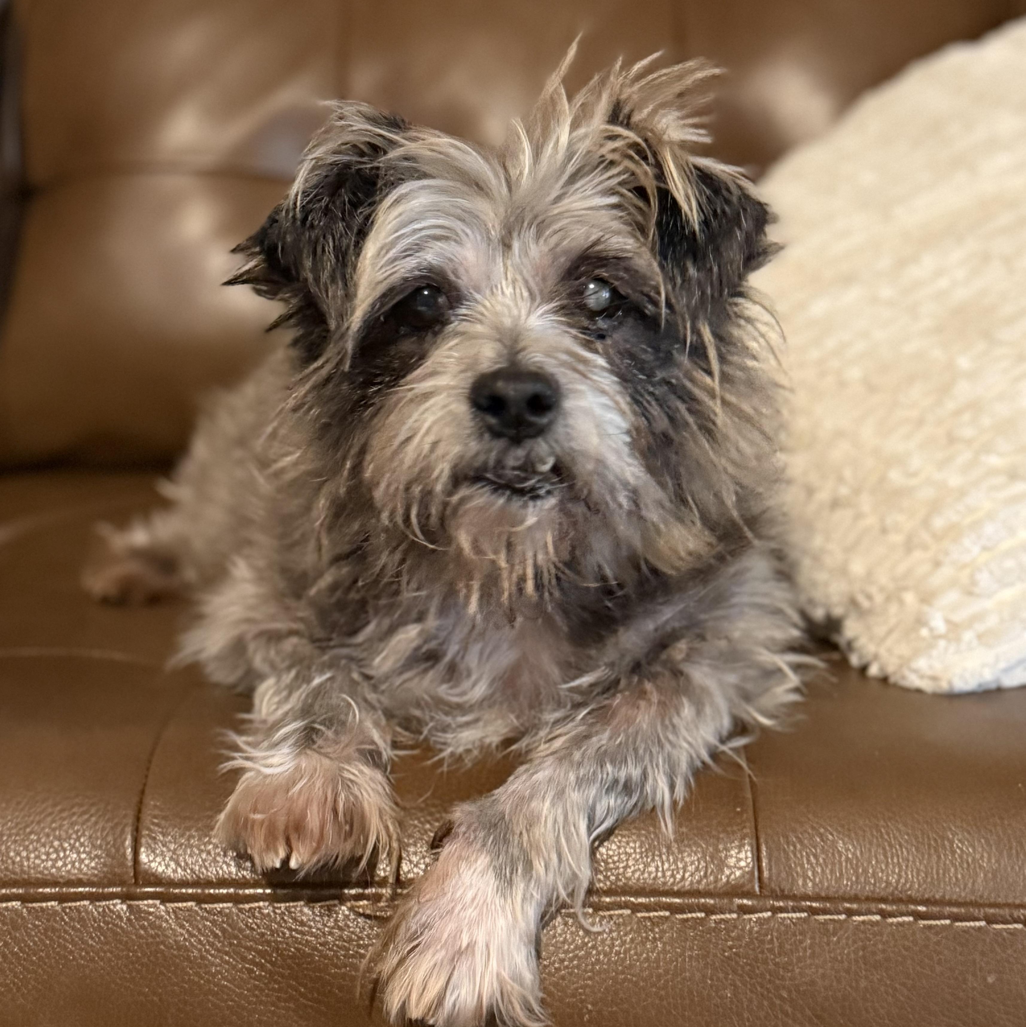 Enlarge Moochita, an adoptable mixed breed in Rockville, MD image 2/6