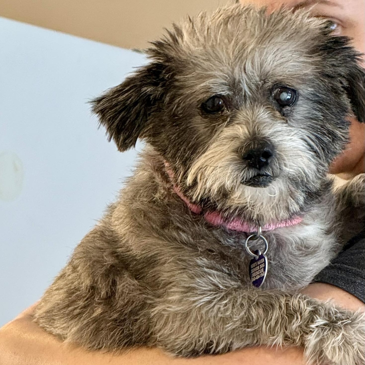 Enlarge Moochita, an adoptable mixed breed in Rockville, MD image 1/6