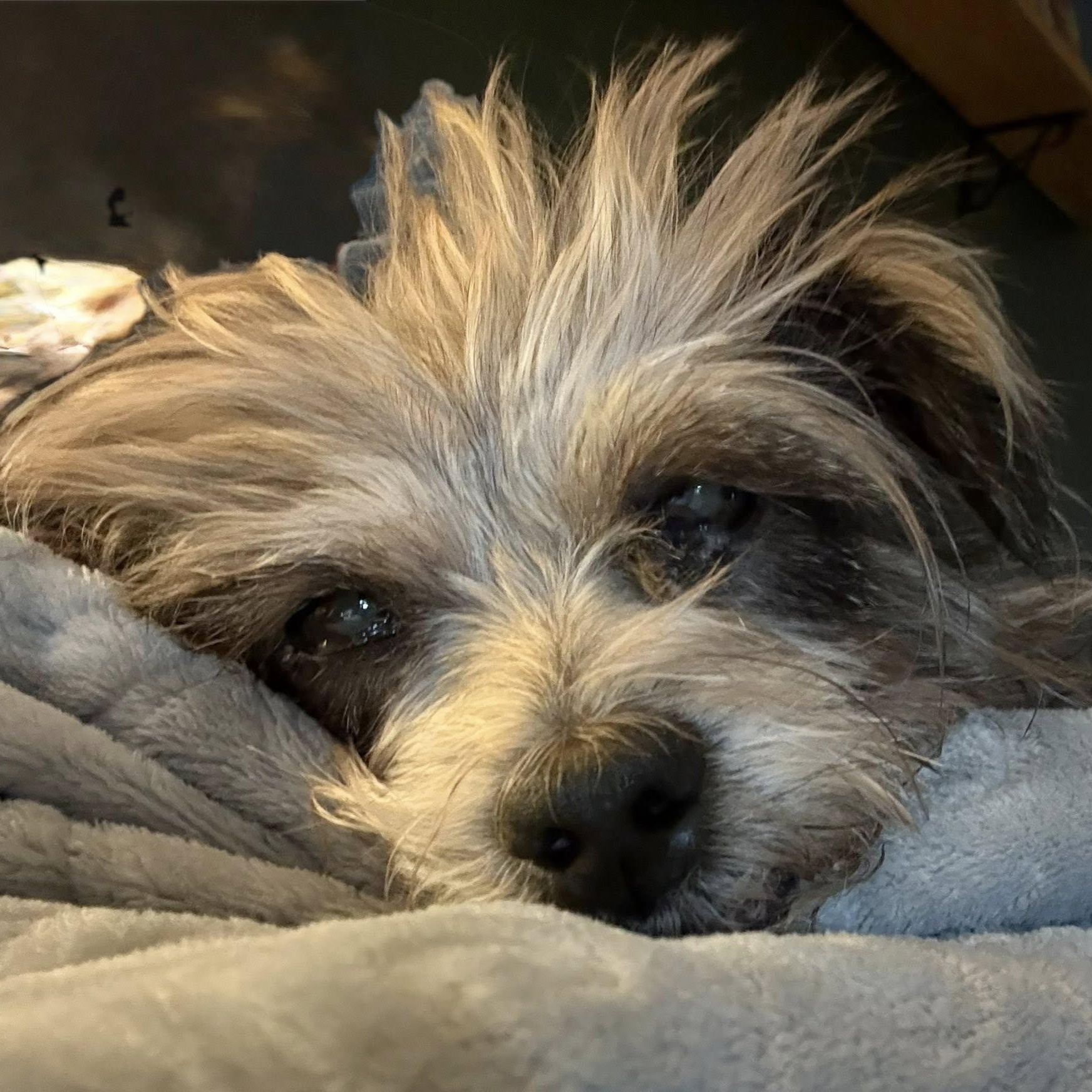 Enlarge Moochita, an adoptable mixed breed in Rockville, MD image 5/6