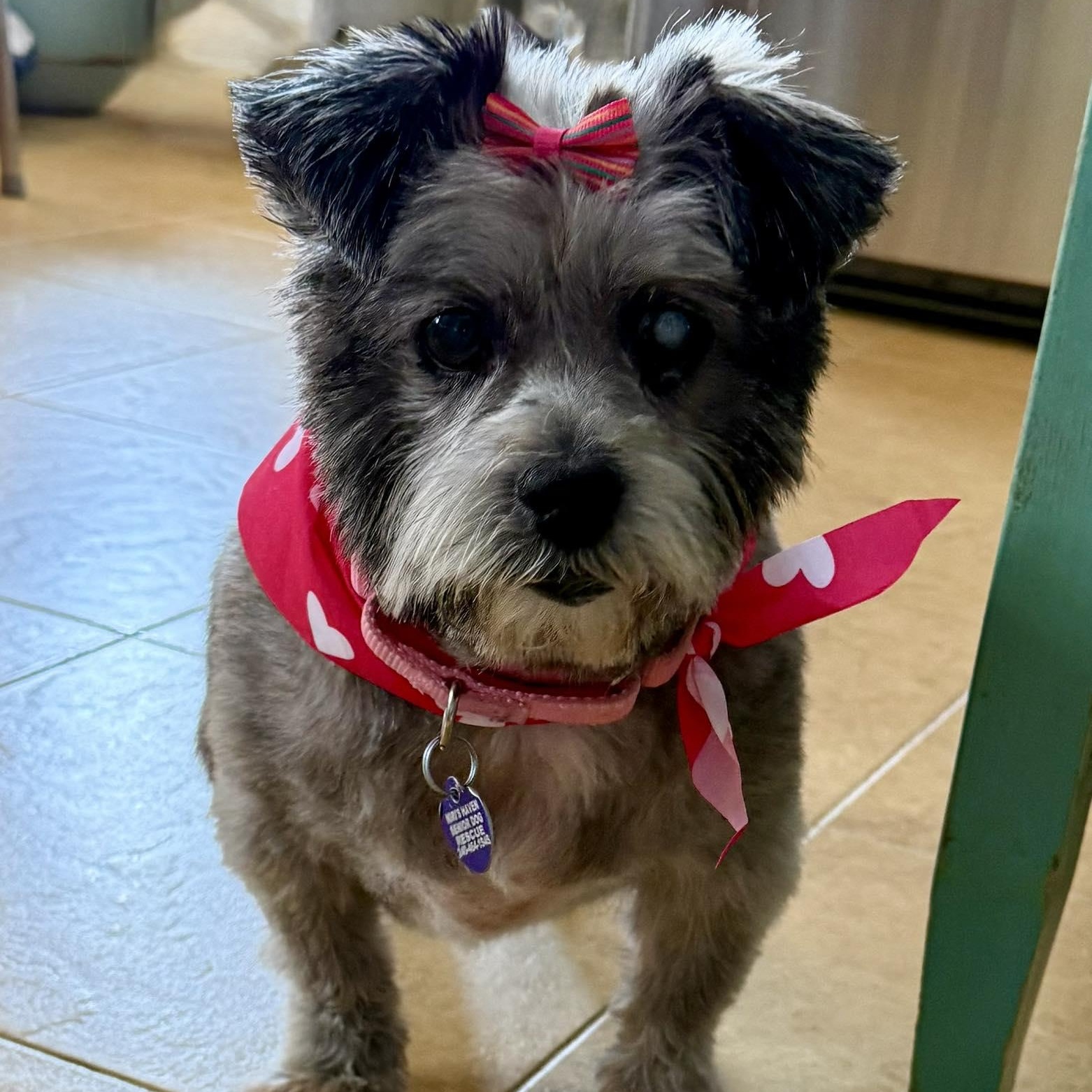 Moochita, adoptable, Senior Female Terrier.