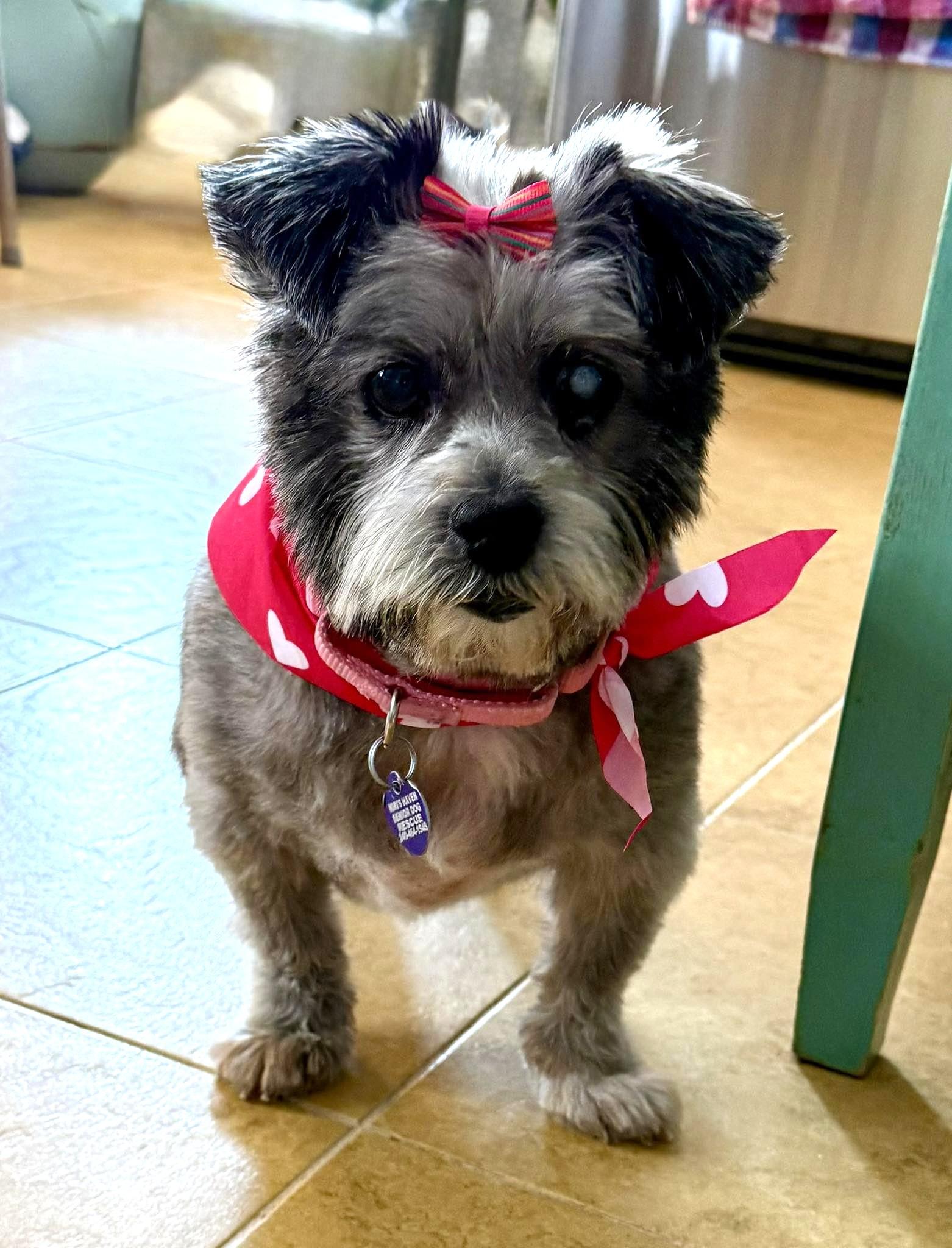 Enlarge Moochita, an adoptable mixed breed in Rockville, MD image 2/6