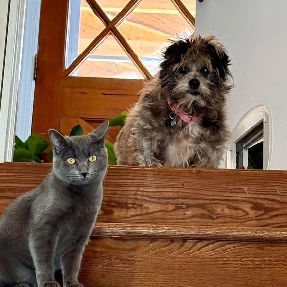 Enlarge Moochita, an adoptable mixed breed in Rockville, MD image 6/6