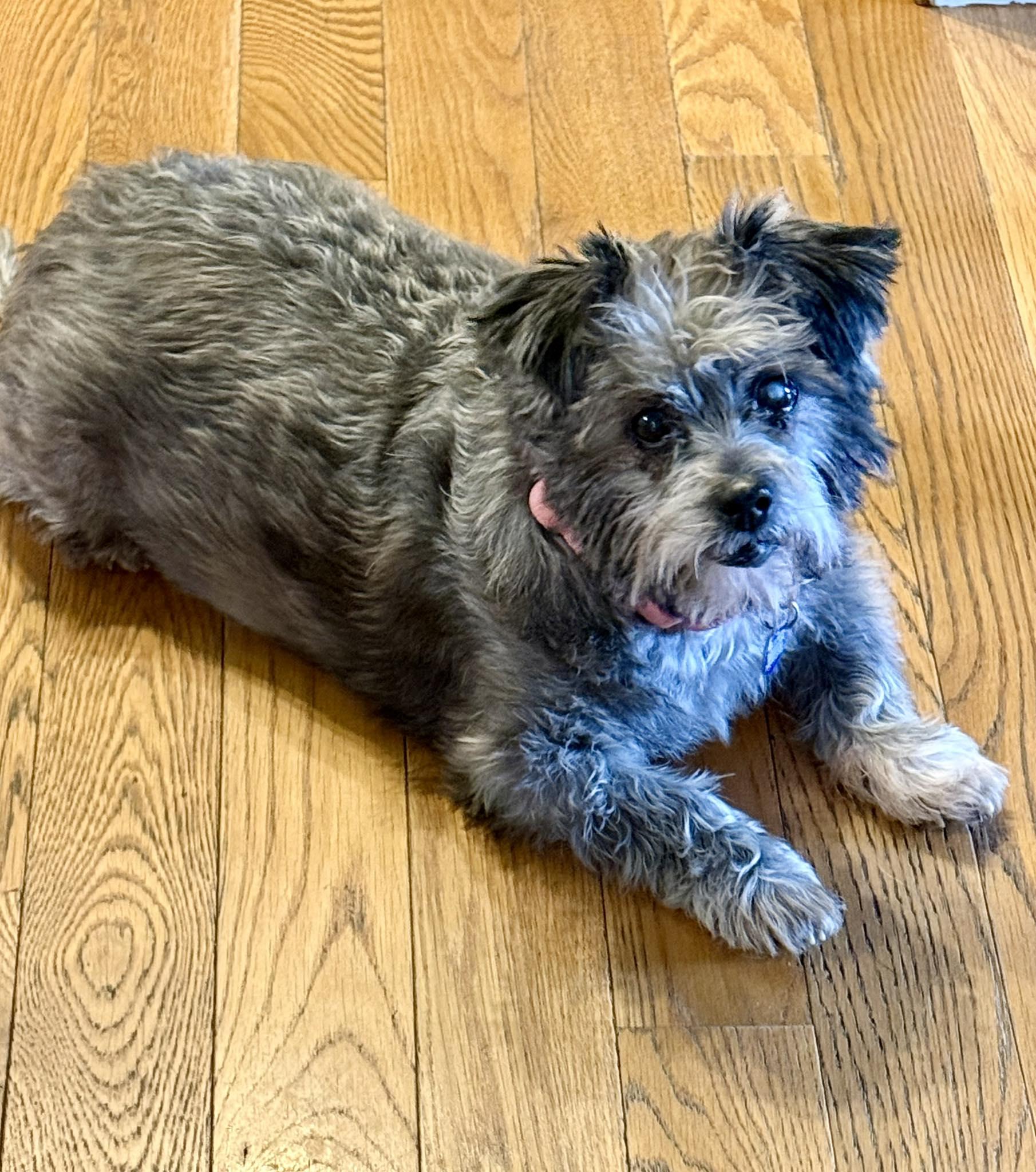 Enlarge Moochita, an adoptable mixed breed in Rockville, MD image 3/6