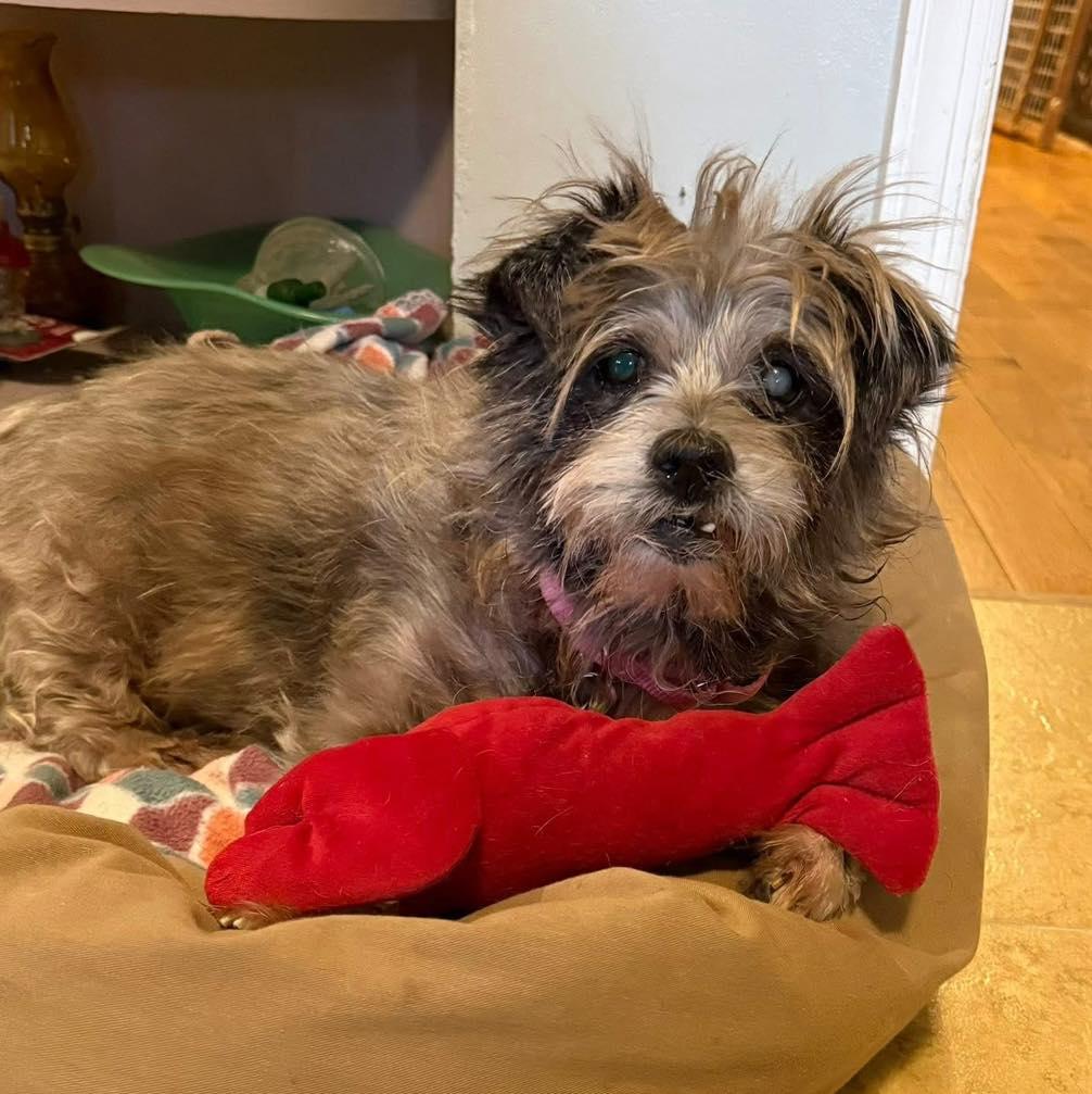 Moochita — thumbnail 5