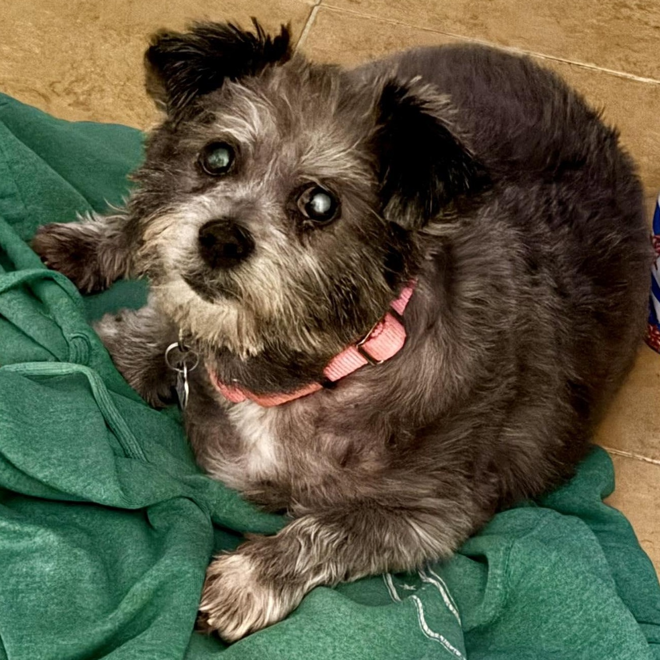 Enlarge Moochita, an adoptable mixed breed in Rockville, MD image 5/6