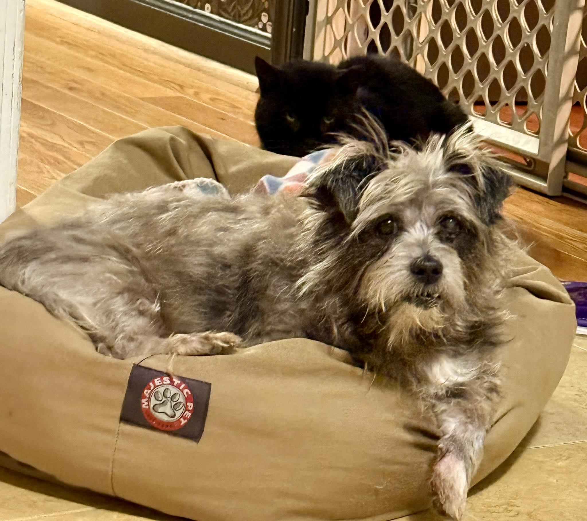 Enlarge Moochita, an adoptable mixed breed in Rockville, MD image 4/6