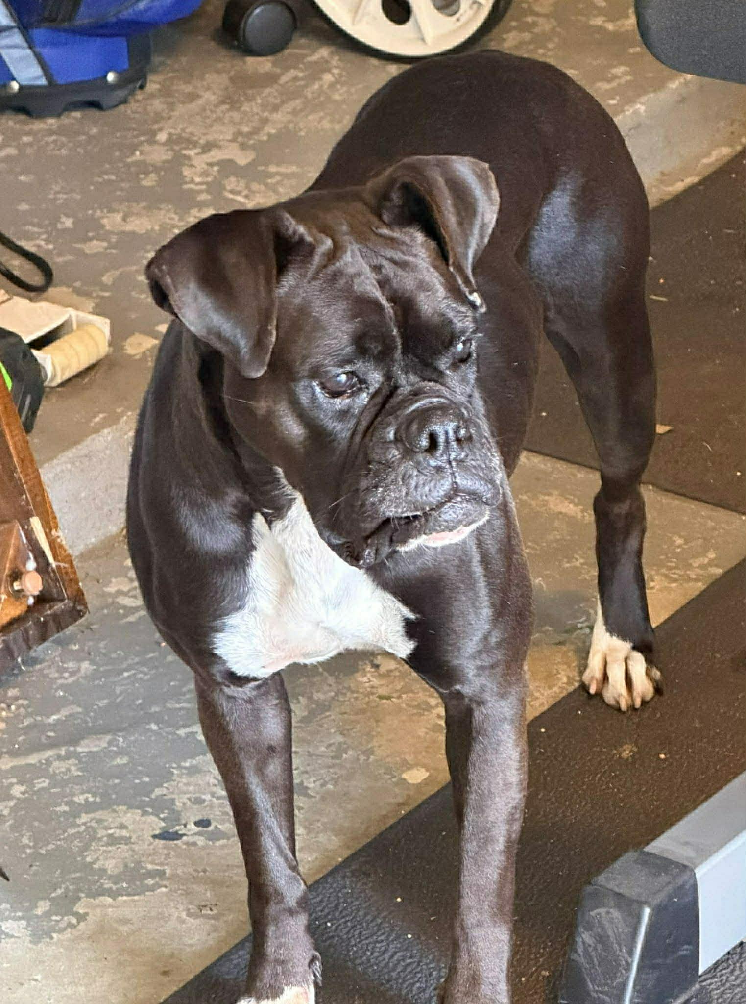 Sable , an adopted mixed breed in Elkhorn, WI image 3/5