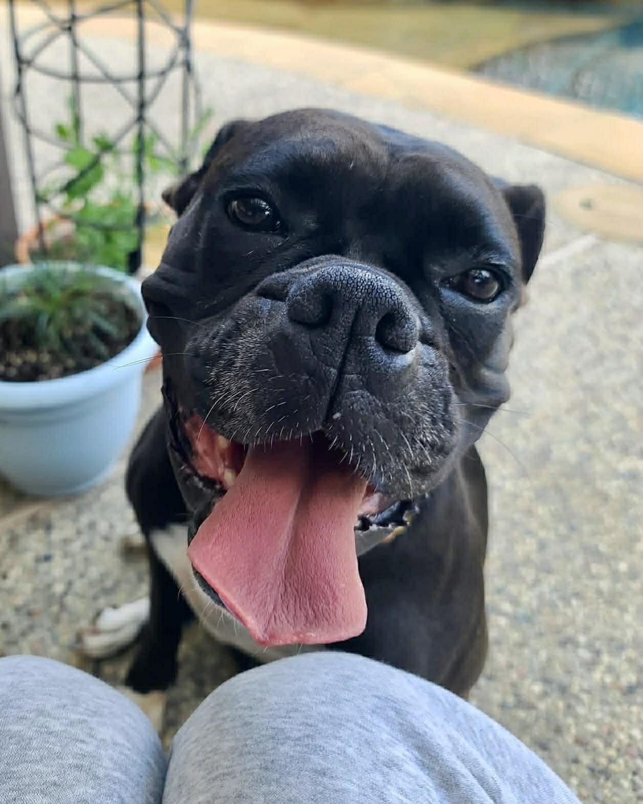 Sable , an adopted mixed breed in Elkhorn, WI image 1/5