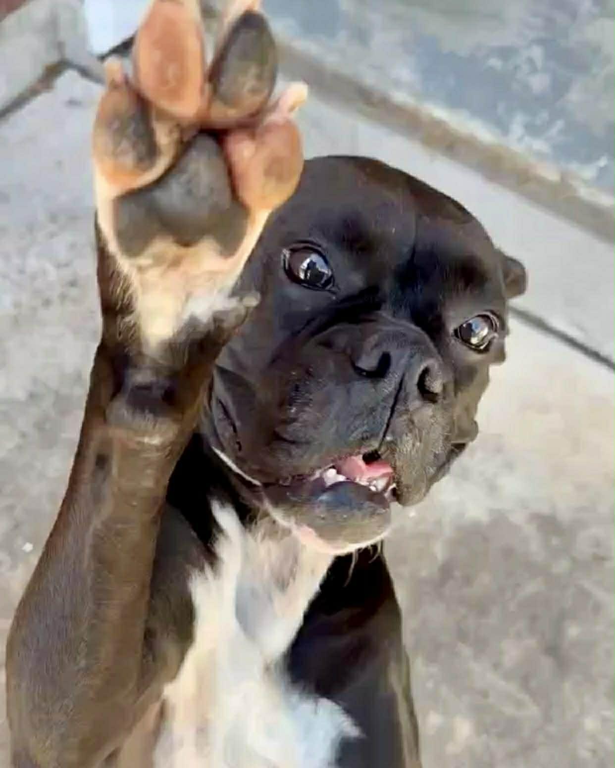 Sable , an adopted mixed breed in Elkhorn, WI image 4/5