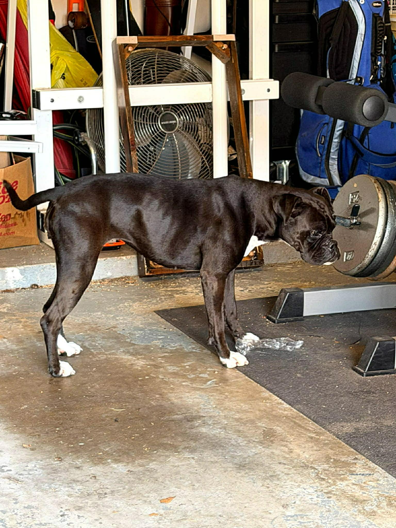 Sable , an adopted mixed breed in Elkhorn, WI image 5/5