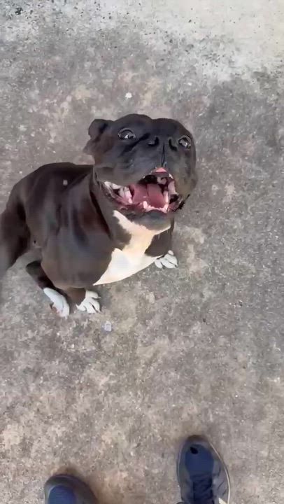 Enlarge Sable , an adopted mixed breed in Elkhorn, WI video 2/5