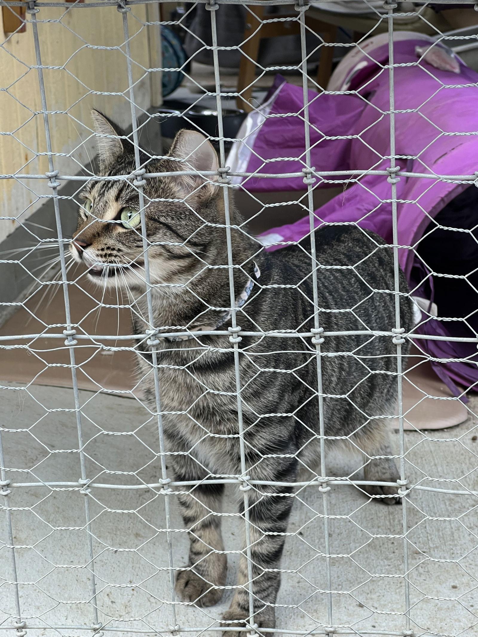 Sally, Adoptable, Kitten Female Domestic Short Hair & Tabby.