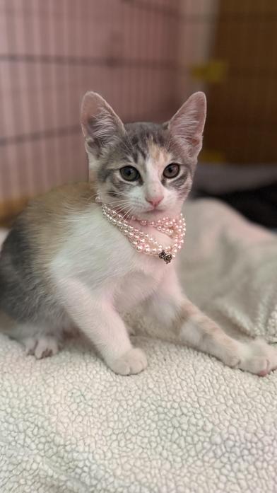 Molly — thumbnail 2