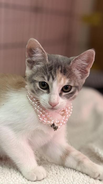 Molly — thumbnail 3