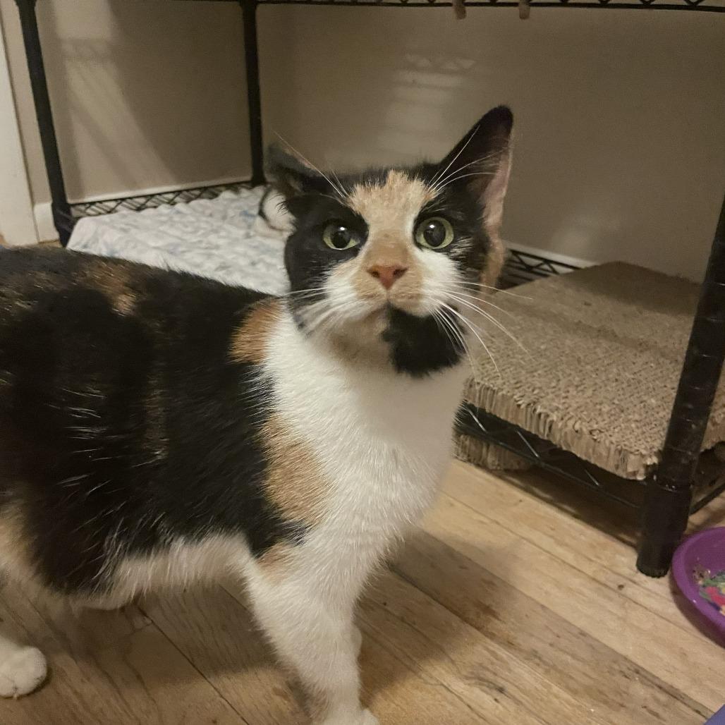 Enlarge Didi Pickles, a Adoptable Domestic Short Hair in Bel Air, MD image 1/1