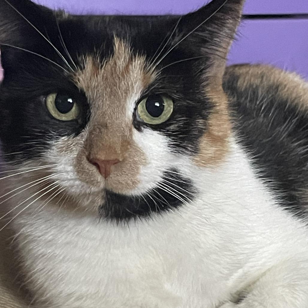 Enlarge Didi Pickles, a Adoptable Domestic Short Hair in Bel Air, MD image 2/2