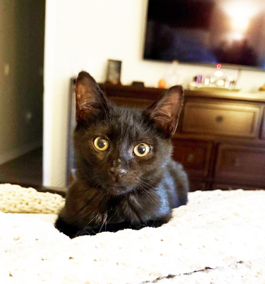 Enlarge Mira, a ADOPTABLE Domestic Short Hair in Murrieta, CA image 2/5