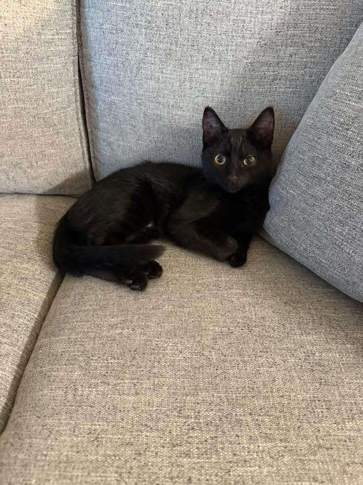 Enlarge Mira, a ADOPTABLE Domestic Short Hair in Murrieta, CA image 1/5