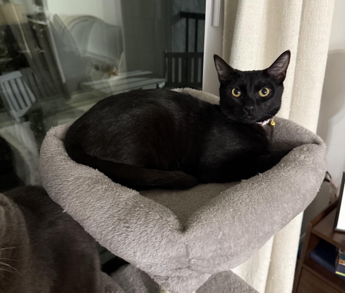 Mira, adoptable, Young Female Domestic Short Hair.