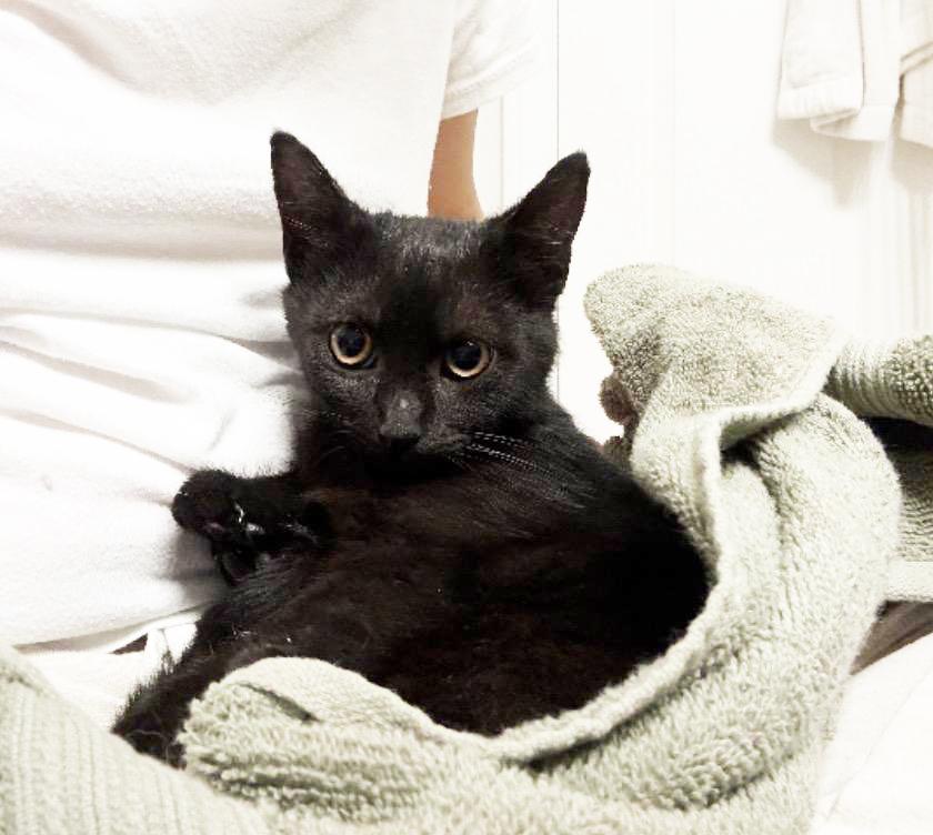 Enlarge Mira, a ADOPTABLE Domestic Short Hair in Murrieta, CA image 3/5