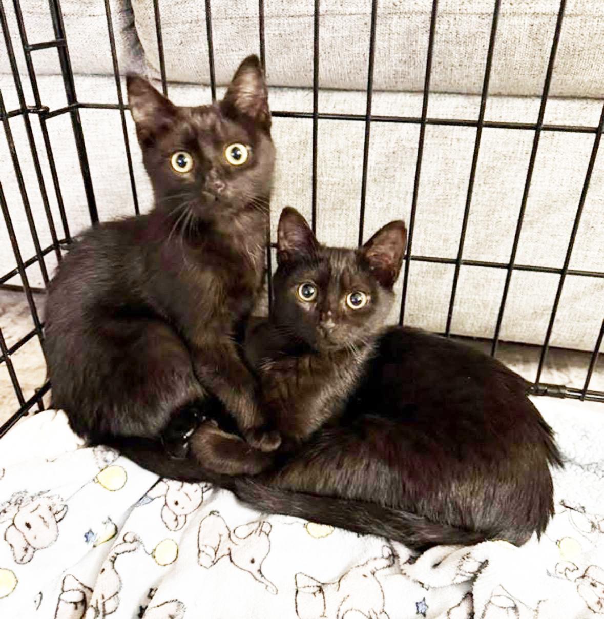 Enlarge Mira, a ADOPTABLE Domestic Short Hair in Murrieta, CA image 4/5