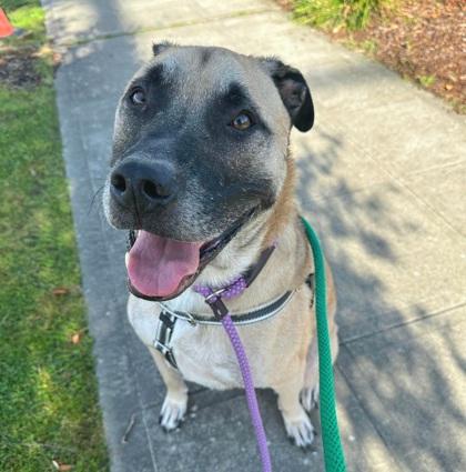 Enlarge Charlie, a Adoptable Mixed Breed in Seattle, WA image 1/3