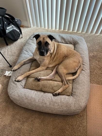 Charlie, Adoptable, Adult Male Mixed Breed.