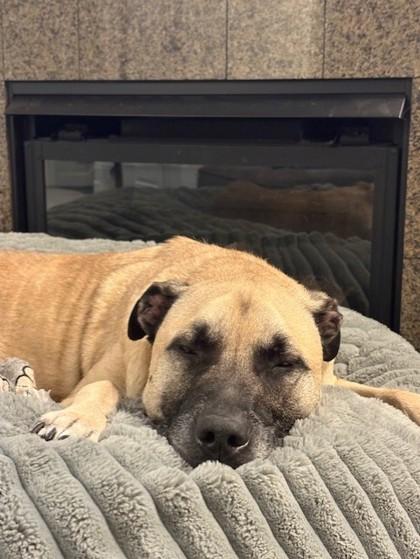 Enlarge Charlie, a Adoptable Mixed Breed in Seattle, WA image 3/3