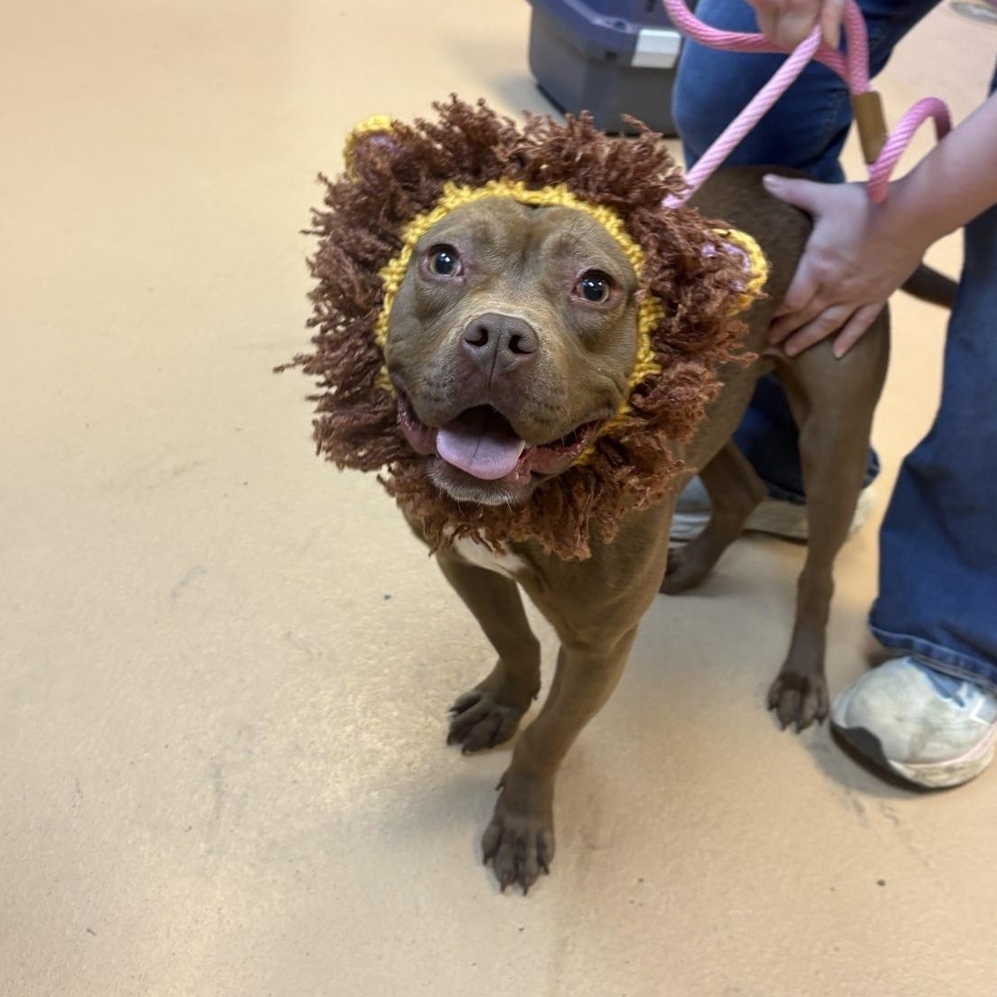 Layla, ADOPTABLE, Young Female Staffordshire Bull Terrier.