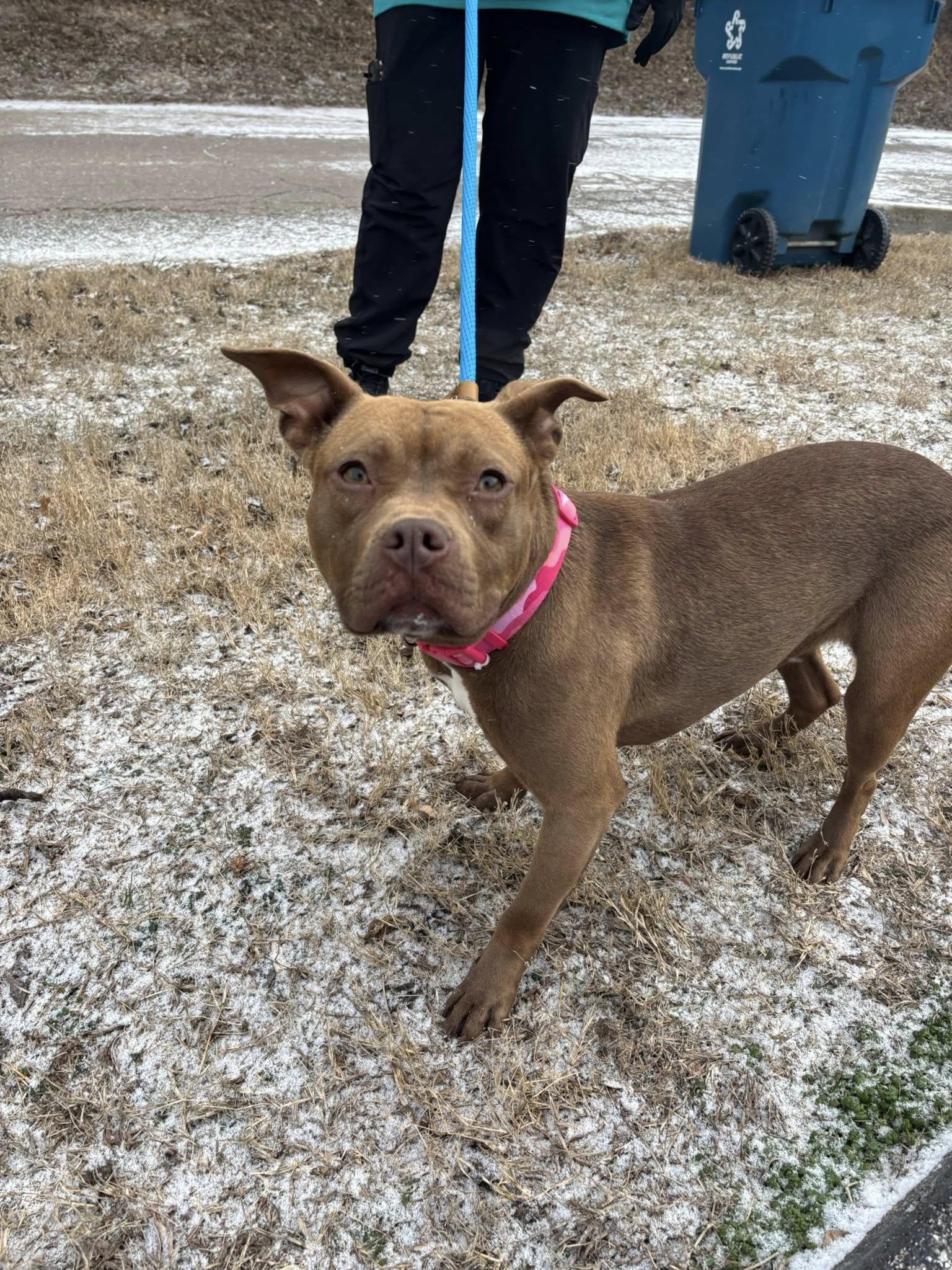 Enlarge Layla, a ADOPTABLE mixed breed in Saint Charles, MO image 1/3