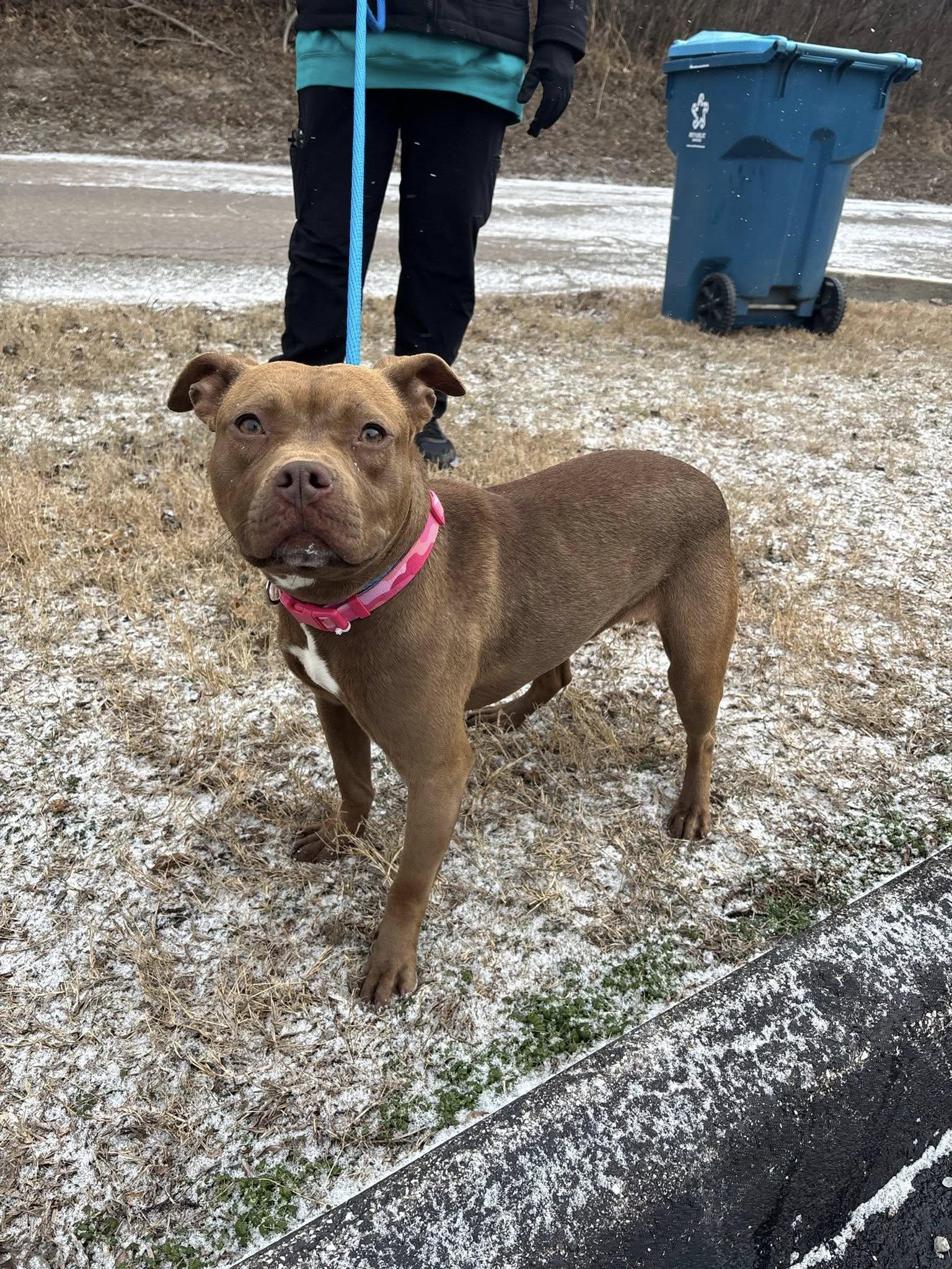 Enlarge Layla, a ADOPTABLE mixed breed in Saint Charles, MO image 3/3