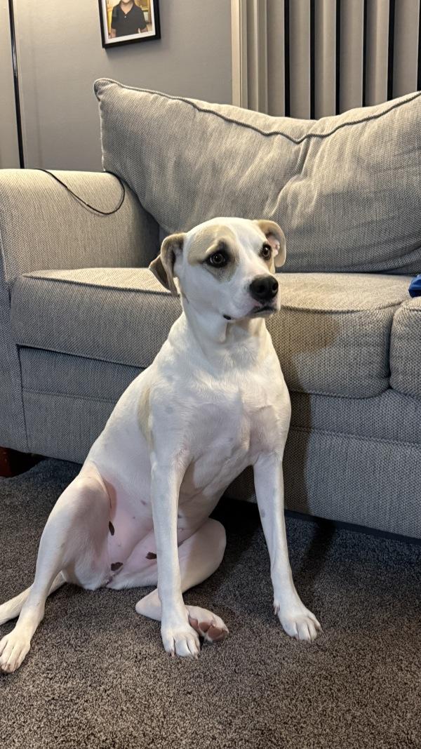 Shy, Adoptable, Adult Female Mixed Breed.