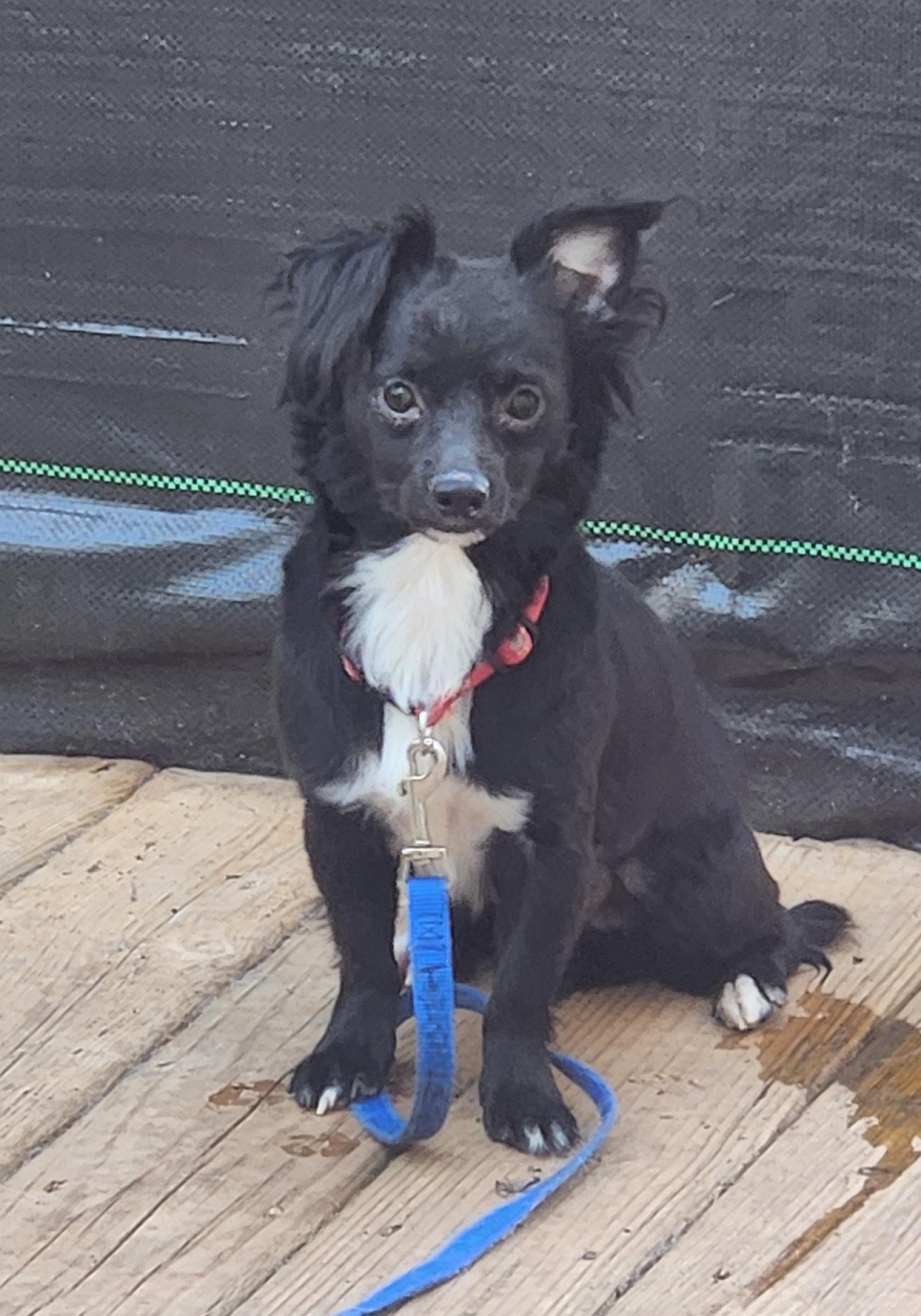 Enlarge MILO, an adopted mixed breed in Troutman, NC image 2/4