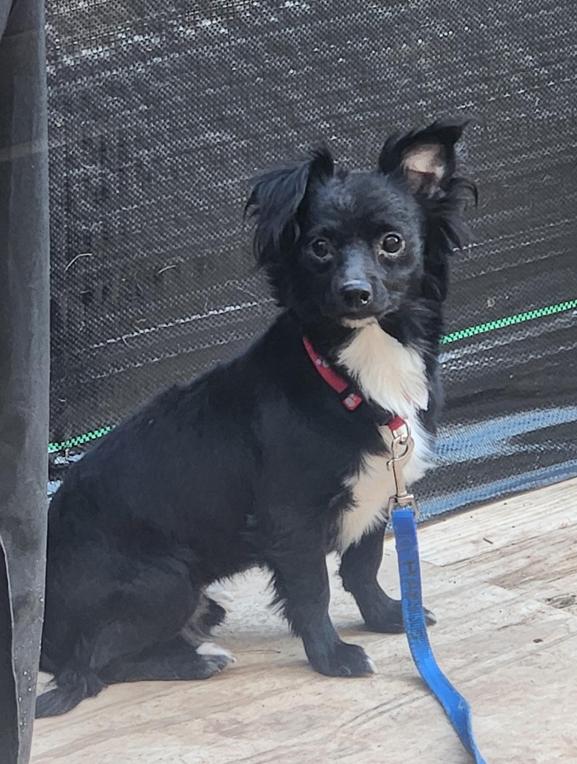 Enlarge MILO, an adopted mixed breed in Troutman, NC image 1/4