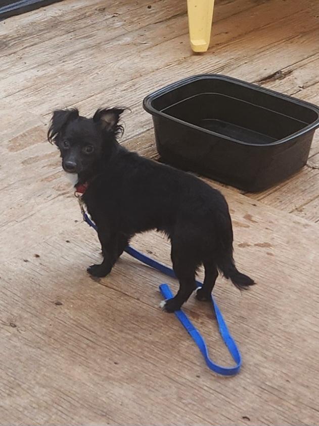 Enlarge MILO, an adopted mixed breed in Troutman, NC image 4/4