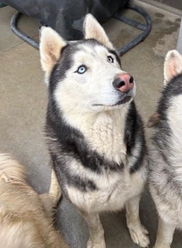 Bling, a ADOPTABLE Alaskan Malamute in Pasco, WA image 3/6