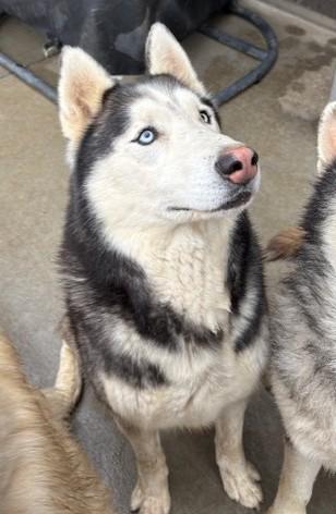 Bling, a ADOPTABLE Alaskan Malamute in Pasco, WA image 5/6