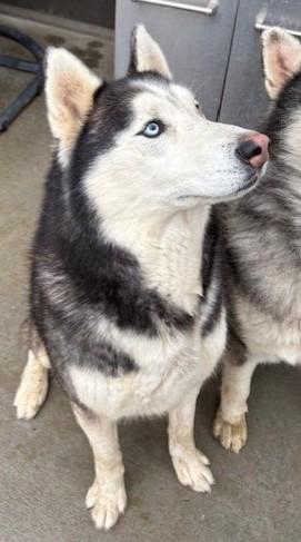 Bling, a ADOPTABLE Alaskan Malamute in Pasco, WA image 4/6