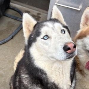 Bling, ADOPTABLE, Adult Male Alaskan Malamute.